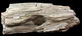 Cretaceous Petrified Wood - Texas #48860-1